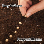 Elegant Climbing Rose Flower Seeds | 🔥Hybrid & Imported Quality🔥