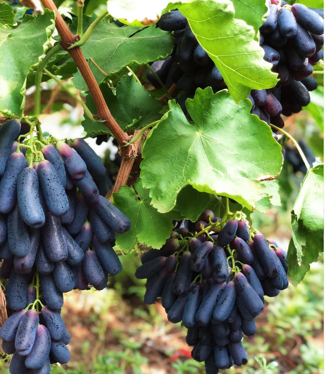 Sweet Sapphire Grape Seeds | Limited Stock | Order Now