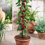 Hybrid Rainier Cherry Fruit Seeds | 🔥GET PLANT GROWTH SERUM FREE 🔥