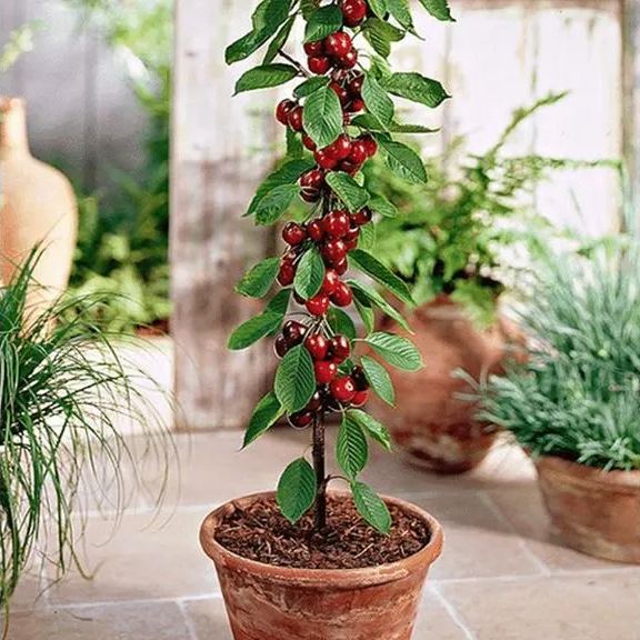 Hybrid Rainier Cherry Fruit Seeds | 🔥GET PLANT GROWTH SERUM FREE 🔥
